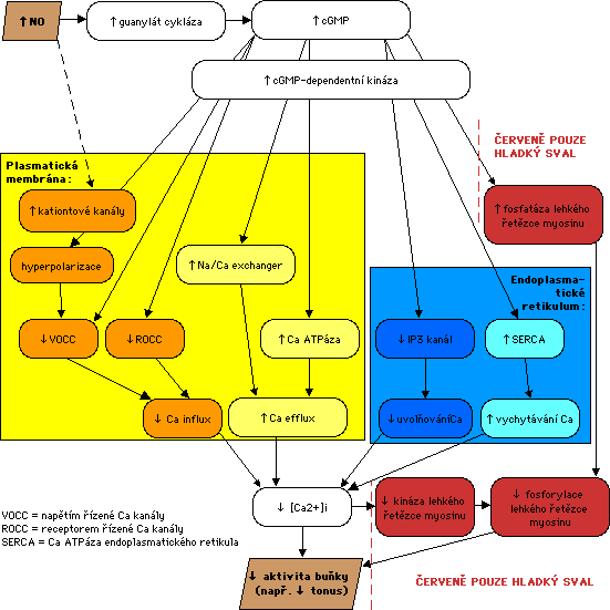 NO-cGMP-pathways